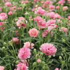 Butterfly&trade; Hera&reg; Ranunculus