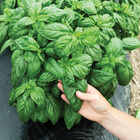 Prospera&reg; Compact DMR (PL4) Genovese Basil