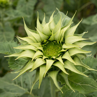 SunFill&trade; Green Tall Sunflowers