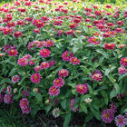 Double Zahara&trade; Raspberry Ripple Zinnias