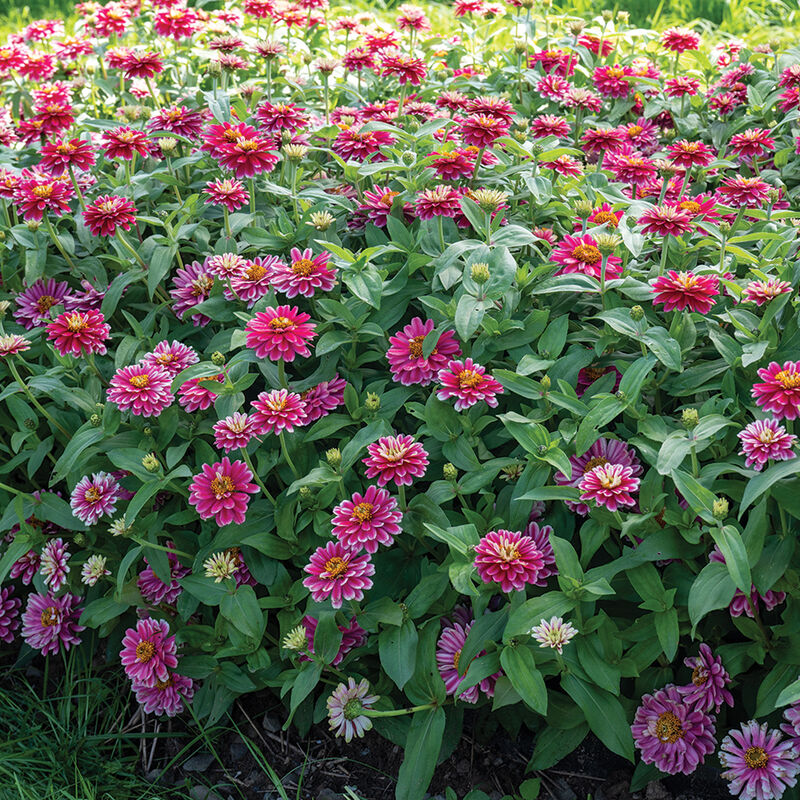 Double Zahara&trade; Raspberry Ripple Zinnias