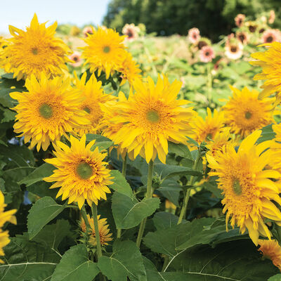 Starburst&trade; Greenburst DMR Tall Sunflowers