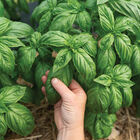 Mia Prospera&reg; Active DMR Genovese Basil