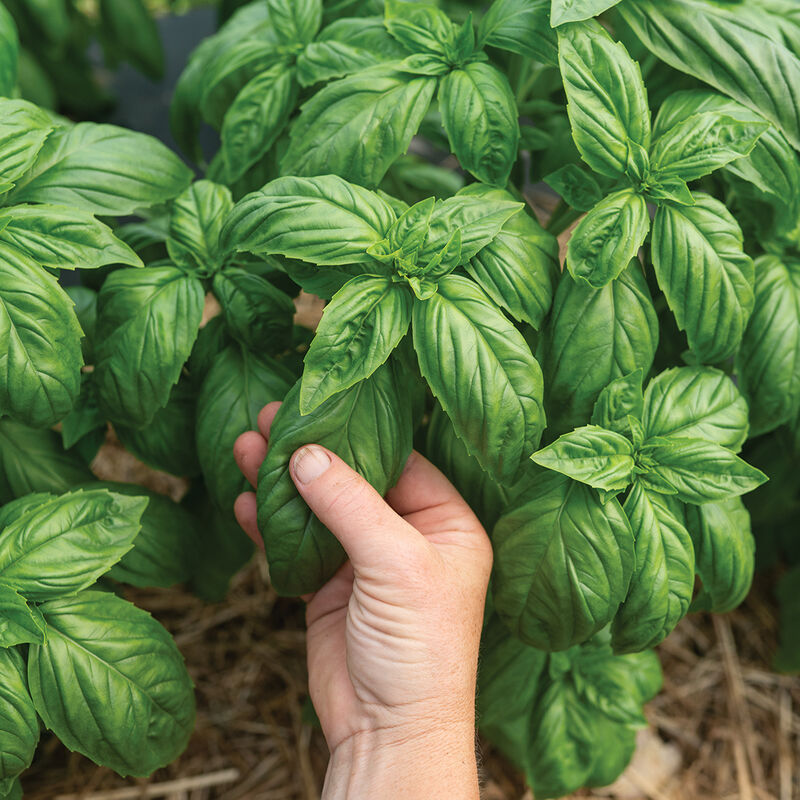 Mia Prospera&reg; Active DMR Genovese Basil