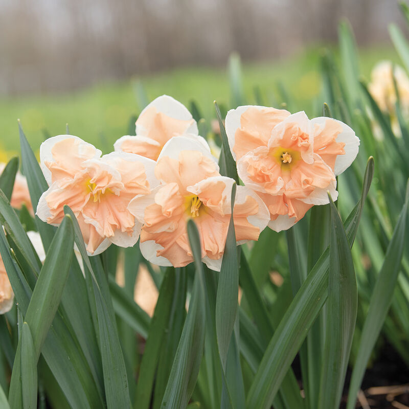 Apricot Whirl Narcissus (Daffodil)