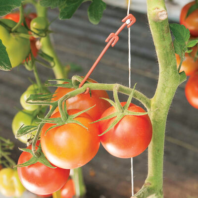 Stemhooks &ndash; 100 Count Trellising & Crop Supports