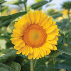 ProCut&reg; Peach Lite Tall Sunflowers