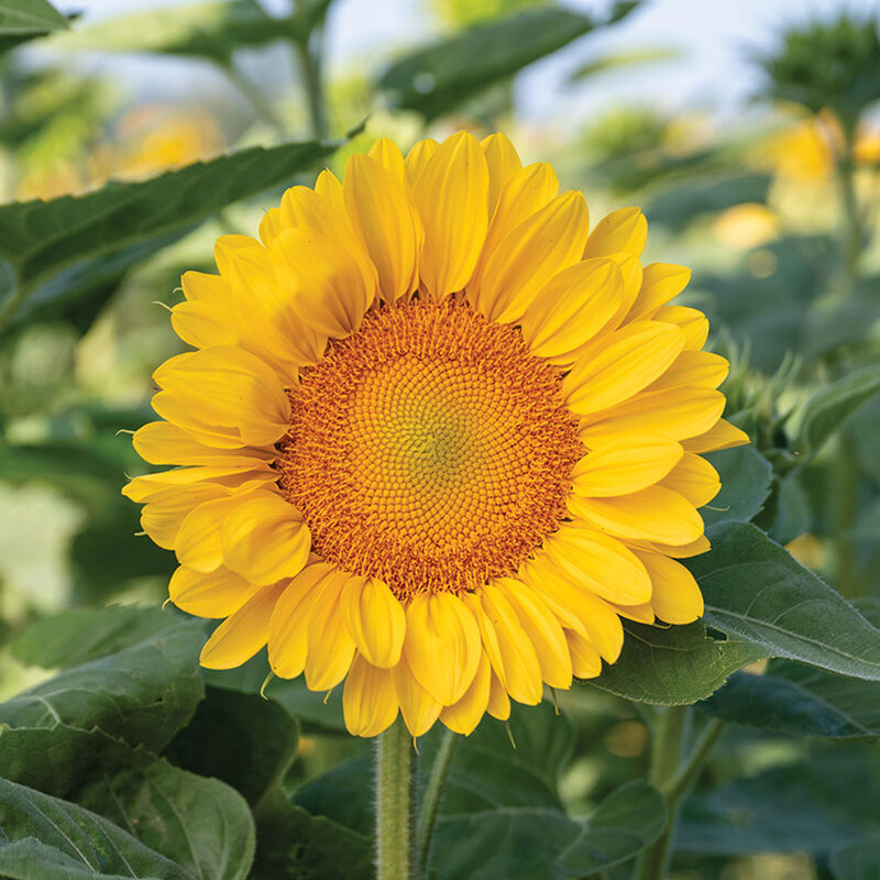 ProCut&reg; Peach Lite Tall Sunflowers