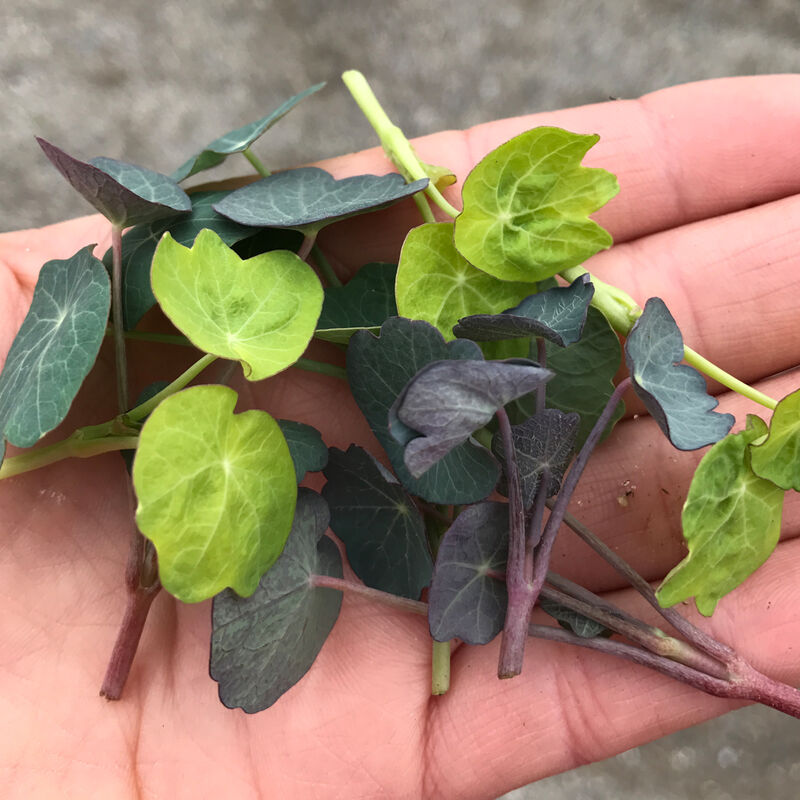 Nasturtium, Shades of Green Shoots