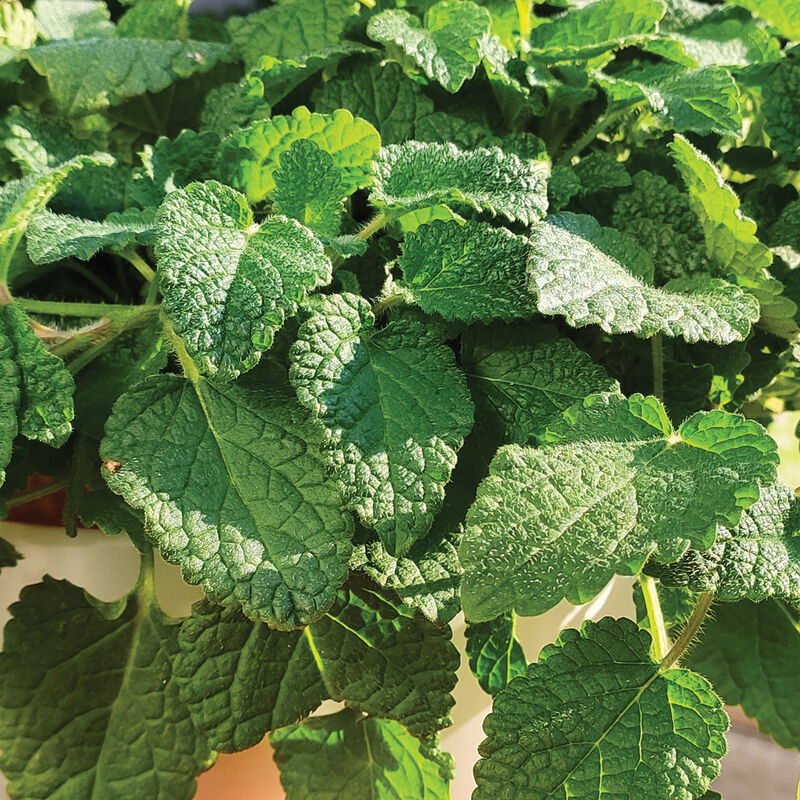 Mandarina Lemon Balm