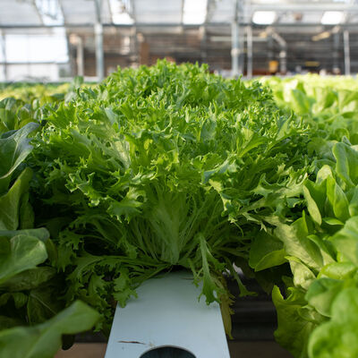 Expertise Salanova&reg; &ndash; Hydroponic Green Sweet Crisp Salanova&reg; Lettuce