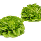 Euler Salanova&reg; &ndash; Hydroponic Green Butter Salanova&reg; Lettuce