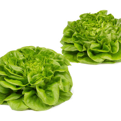 Euler Salanova&reg; &ndash; Hydroponic Green Butter Salanova&reg; Lettuce