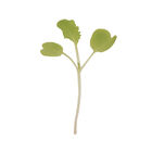 Chinese Cabbage, Tokyo Bekana Microgreen Vegetables