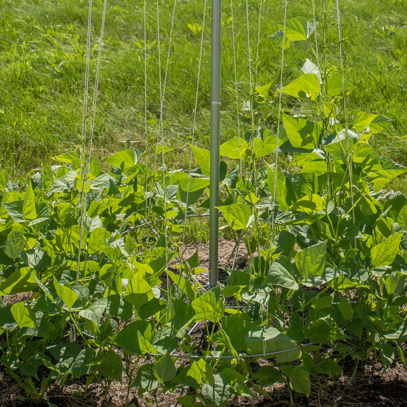 Bean Tower &ndash; 60" Cages & Fences