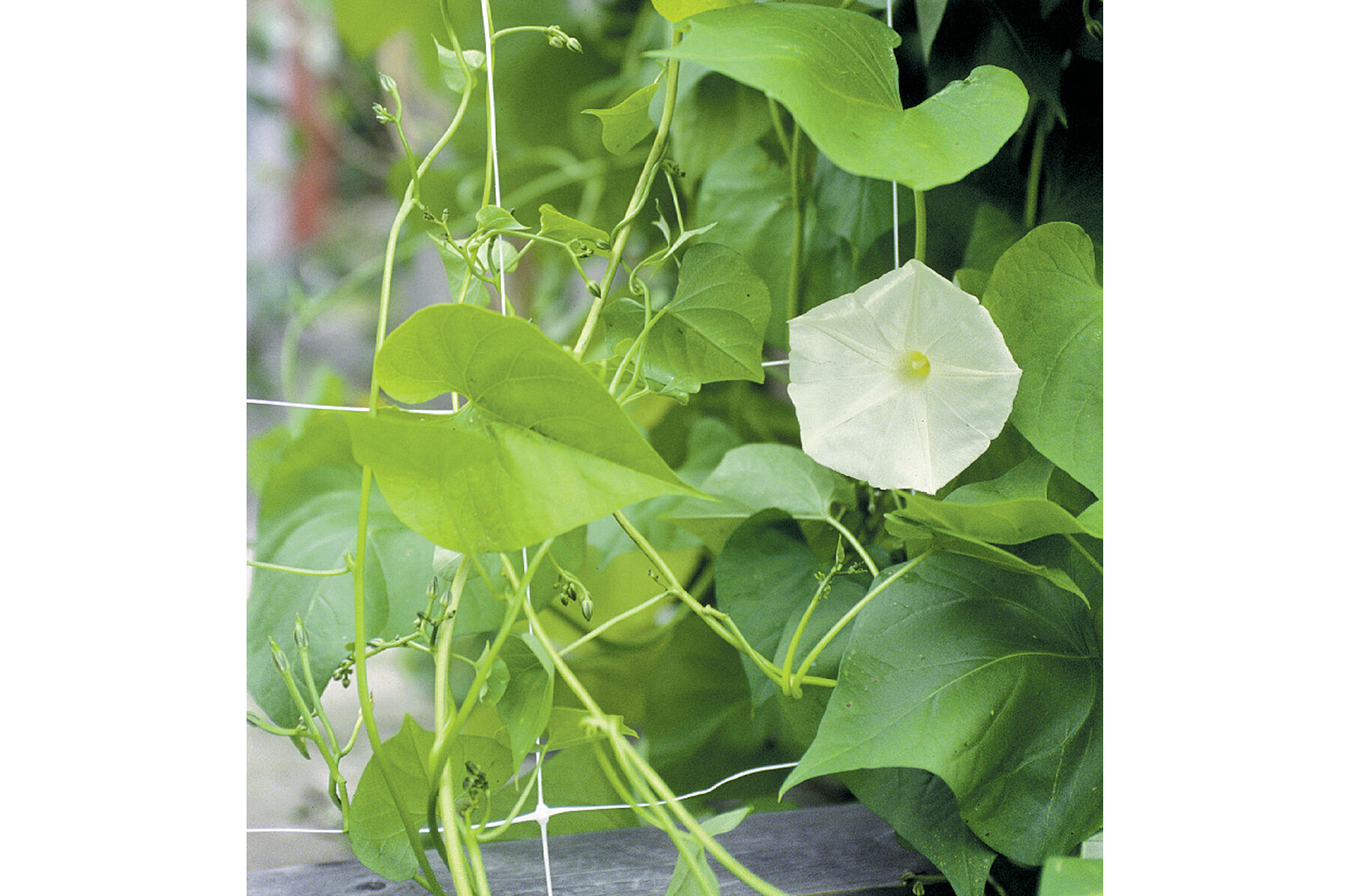 Hortonova FG &ndash; 59" x 328' Trellis Netting