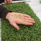 Cress, Cressida Microgreen Vegetables