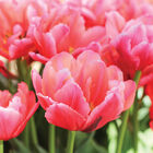 Salmon Symbiose&reg; Tulips