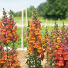 Opus&trade; III Early Bronze Snapdragon