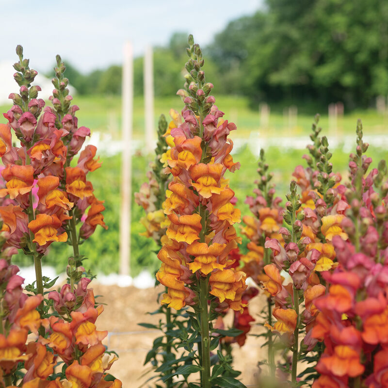Opus&trade; III Early Bronze Snapdragon
