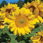 ProCut&reg; Yellow Lite Tall Sunflowers