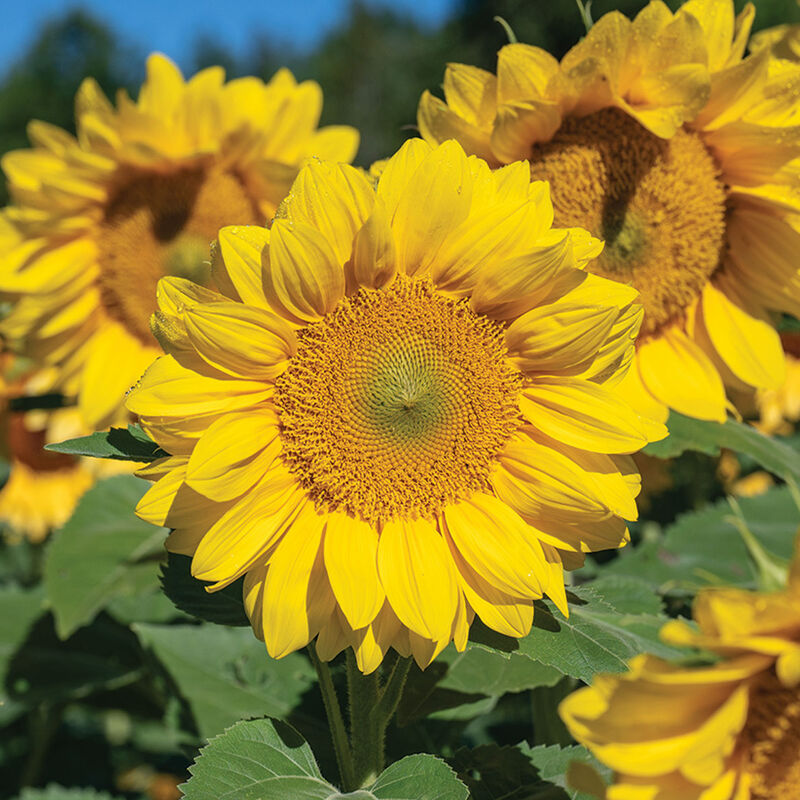 ProCut&reg; Yellow Lite Tall Sunflowers