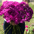 Amazon&trade; Neon Purple Dianthus (Sweet William)