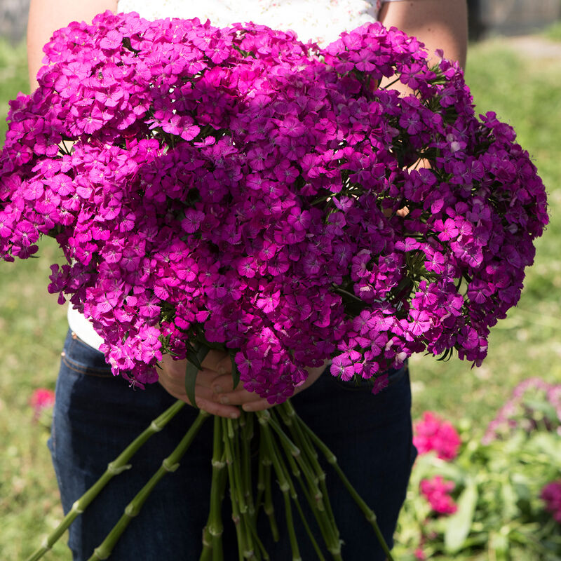Amazon&trade; Neon Purple Dianthus (Sweet William)