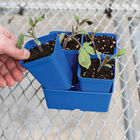 Polypro 5x5 Insert Pots &ndash; Blue, 24 Count Plastic Pots