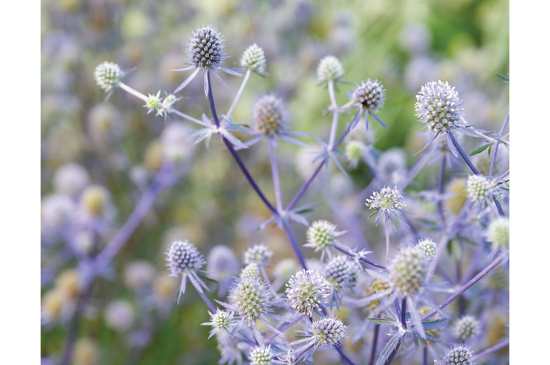 Blue Glitter Eryngium