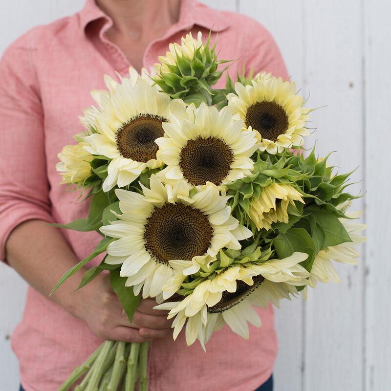 ProCut&reg; White Nite Tall Sunflowers