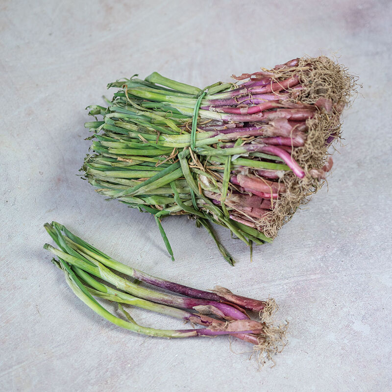 Redwing Onion Plants & Sets