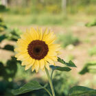 ProCut&reg; Peach Tall Sunflowers