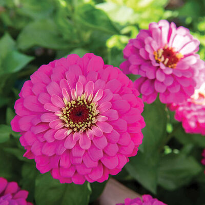 Uproar&trade; Rose Zinnias