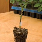 Maxifort Rootstock Tomatoes