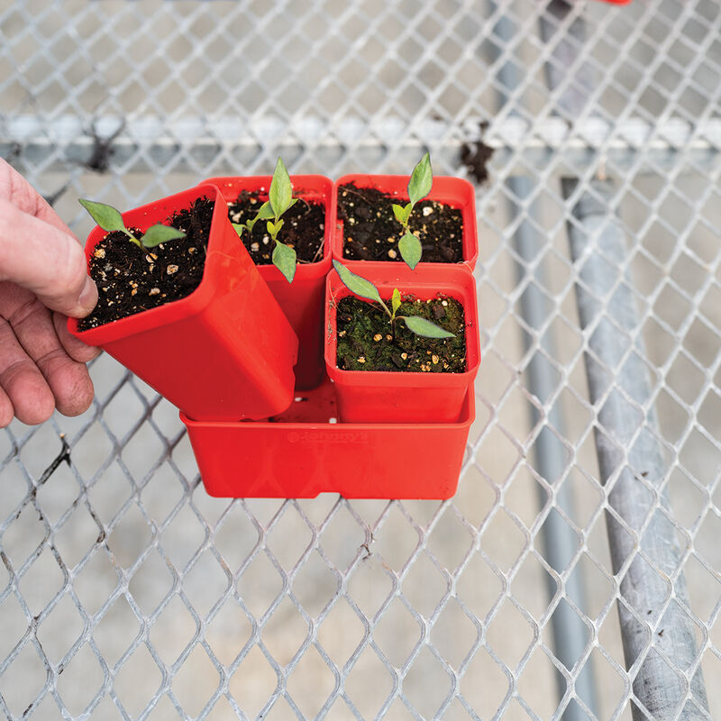 Polypro 2.5" Insert Pots &ndash; Red, 8 Count Plastic Pots
