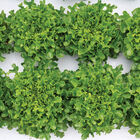 Rasmussen Salanova&reg; &ndash; Green Upright Oak Salanova&reg; Lettuce