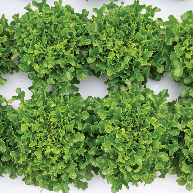 Rasmussen Salanova&reg; &ndash; Green Upright Oak Salanova&reg; Lettuce