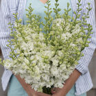 QIS&trade; White Larkspur