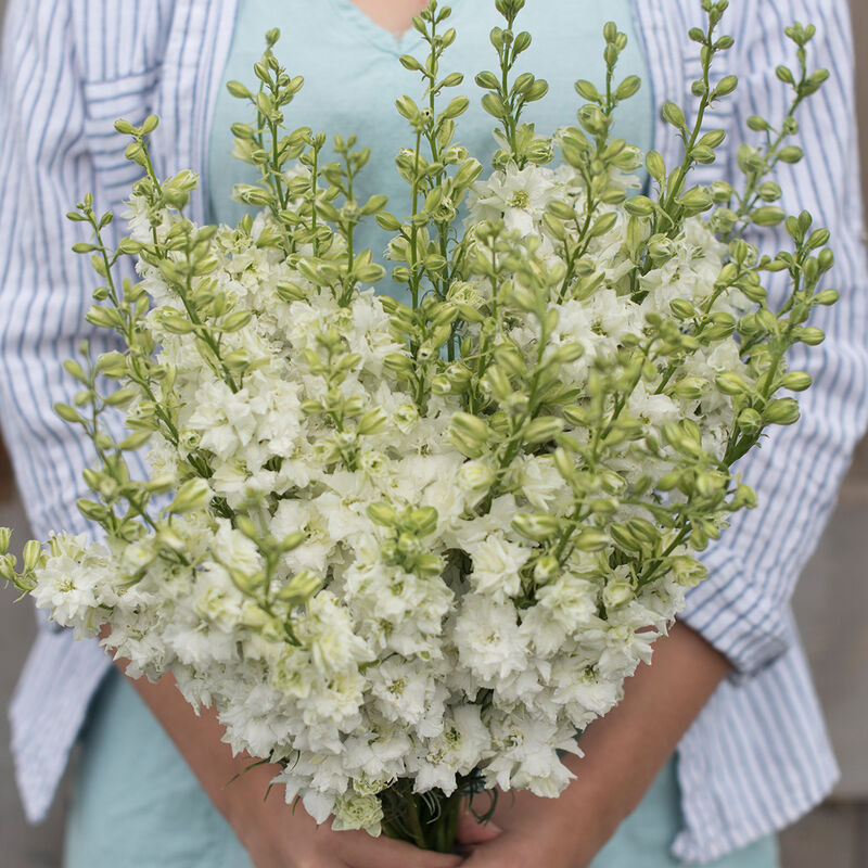 QIS&trade; White Larkspur