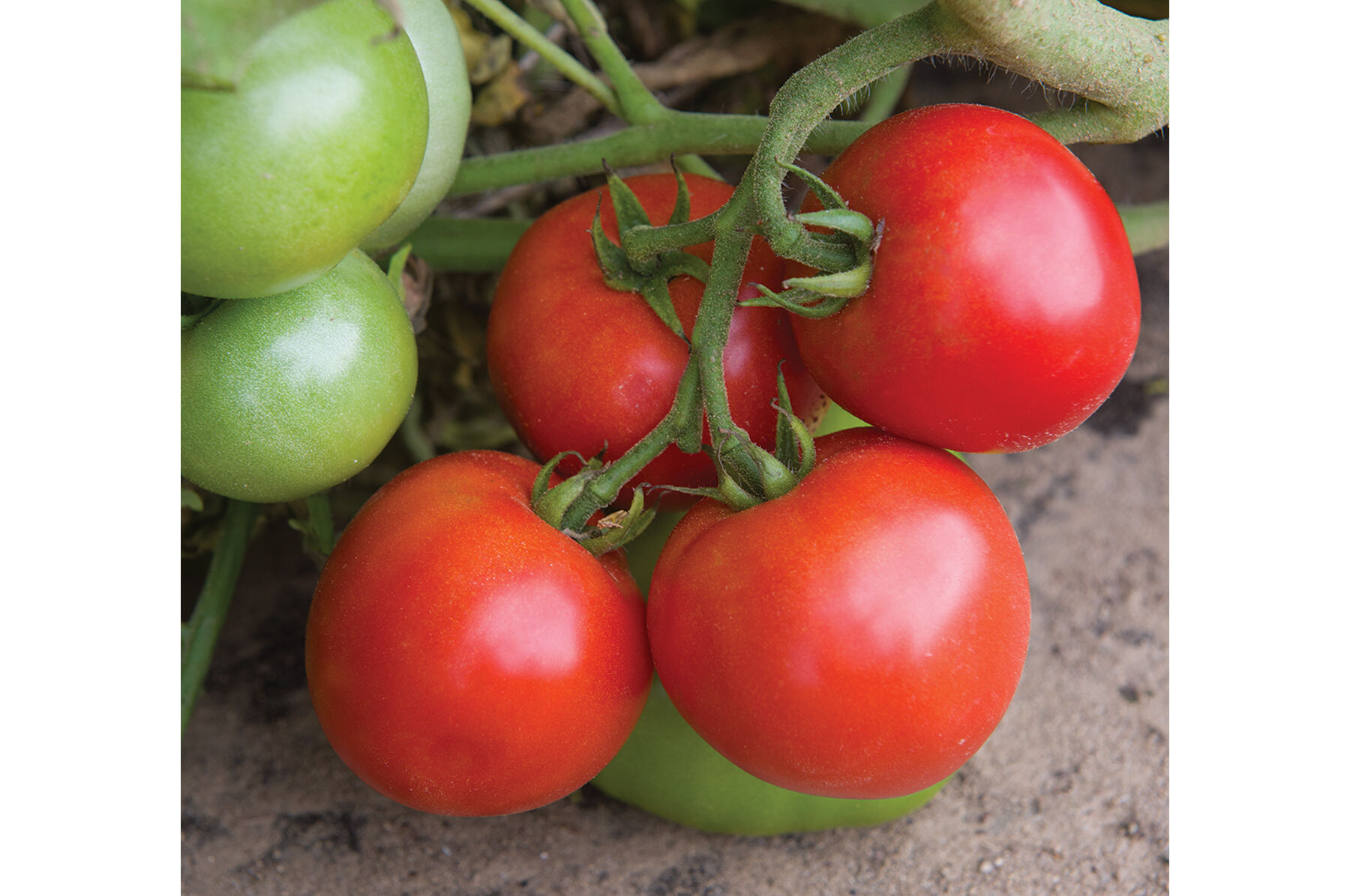 Defiant PhR Slicing Tomatoes