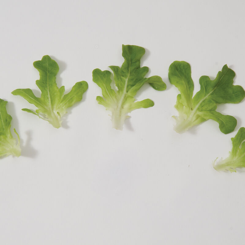 Cousteau Salanova&reg; &ndash; Green Oakleaf Salanova&reg; Lettuce
