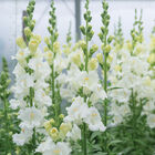 Chantilly&trade; White Snapdragon