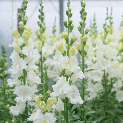 Chantilly&trade; White Snapdragon
