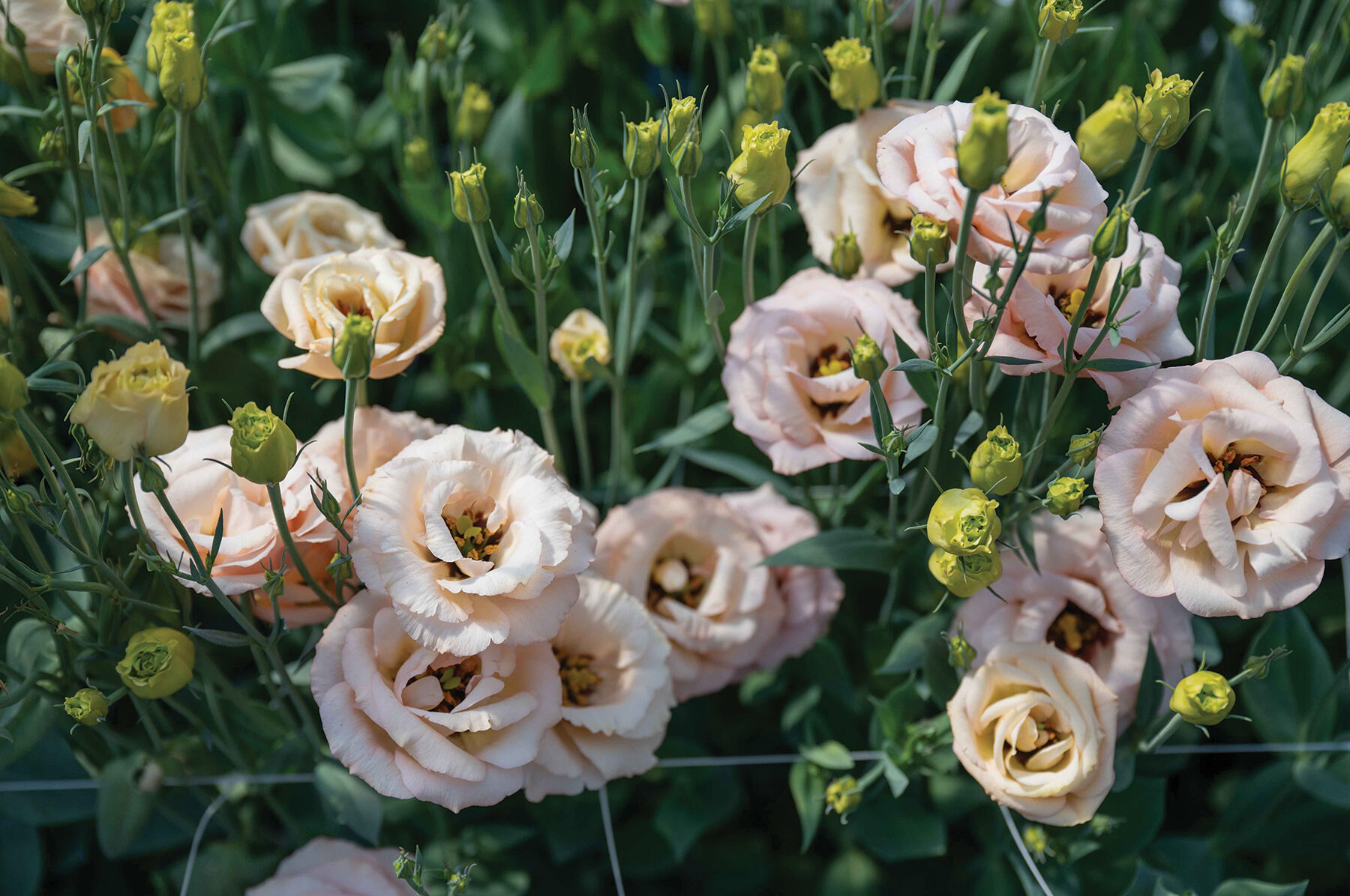 LisAdora&reg; Apricot III Lisianthus