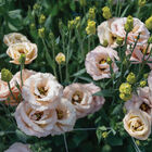 LisAdora&reg; Apricot III Lisianthus