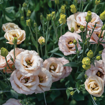 LisAdora&reg; Apricot III Lisianthus