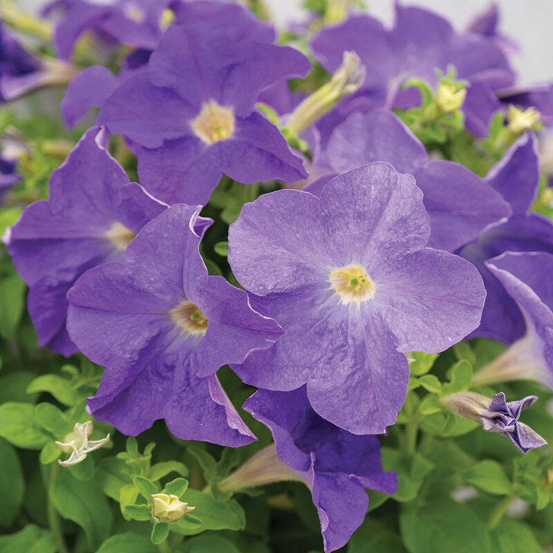 Dreams&trade; Sky Blue Petunia