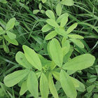 Berseem Clover Clovers