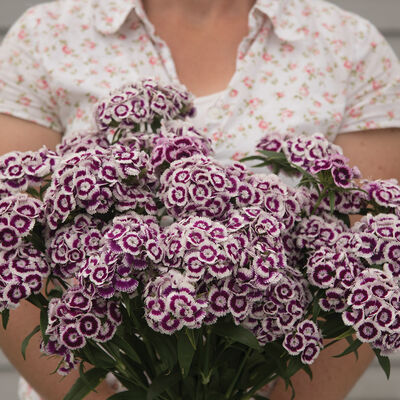 Sweet&trade; Purple White Bicolor Dianthus (Sweet William)